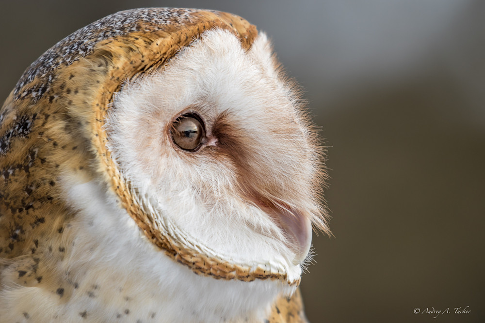 Barn Owl Fine Art Photograph