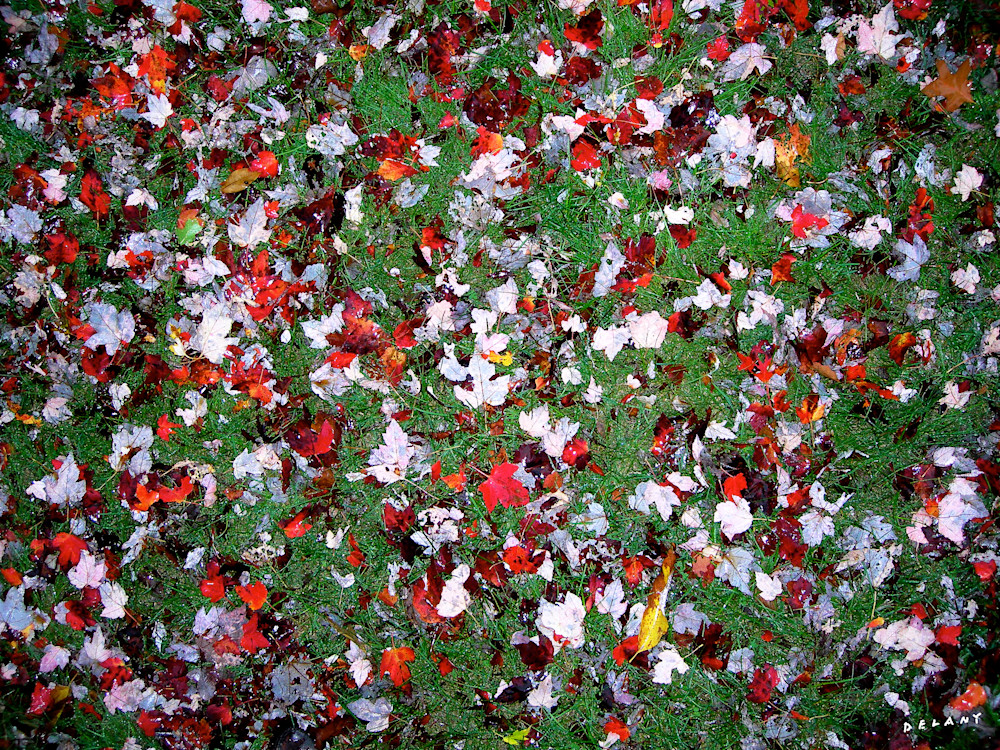 Fall Maple Leaf Display Print