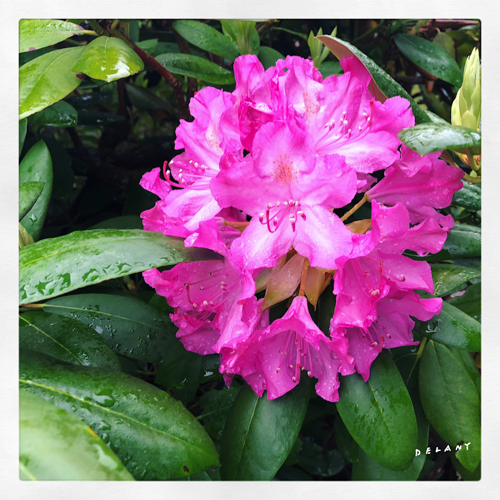 Rhododendron Instagram Print 