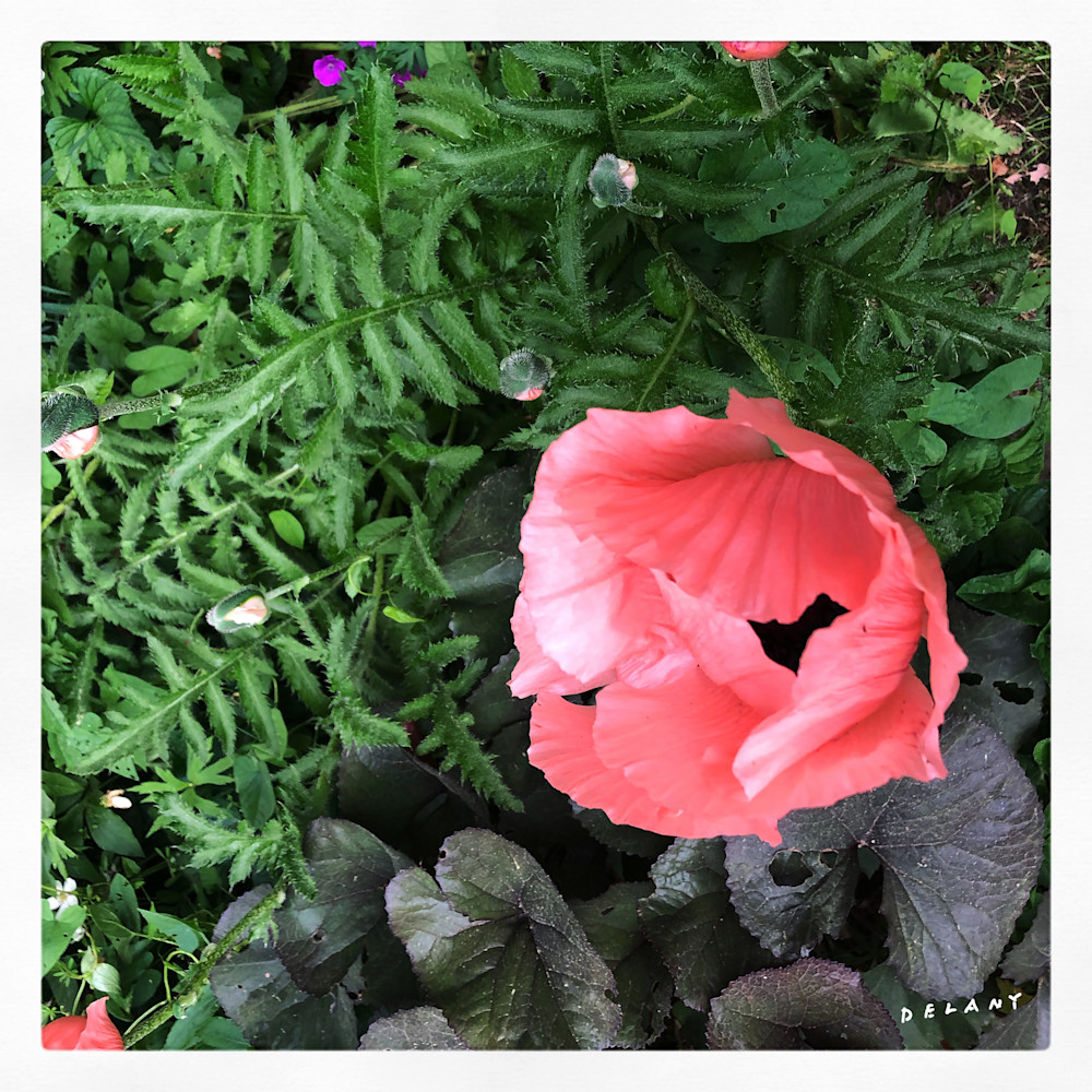Chinese Poppy Pops Instagram