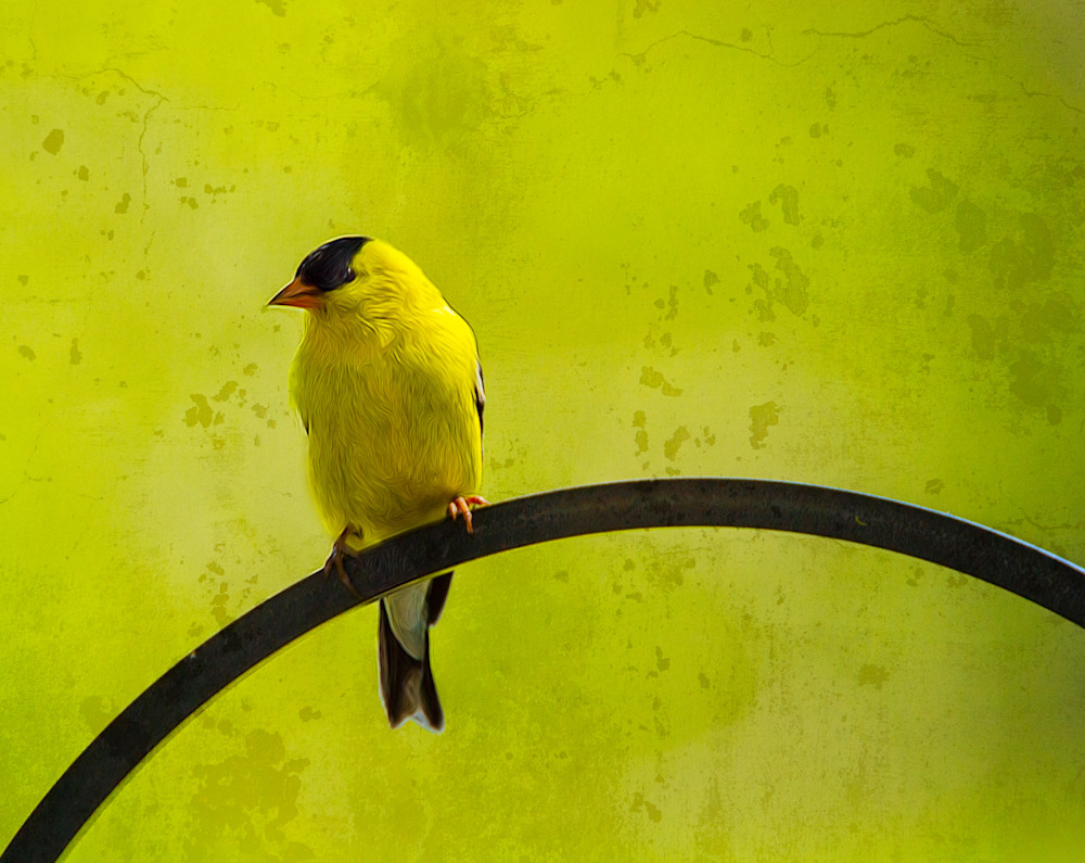 Yellow Bird Do Not Fly Away Art | Peter J Schnabel Photography LLC
