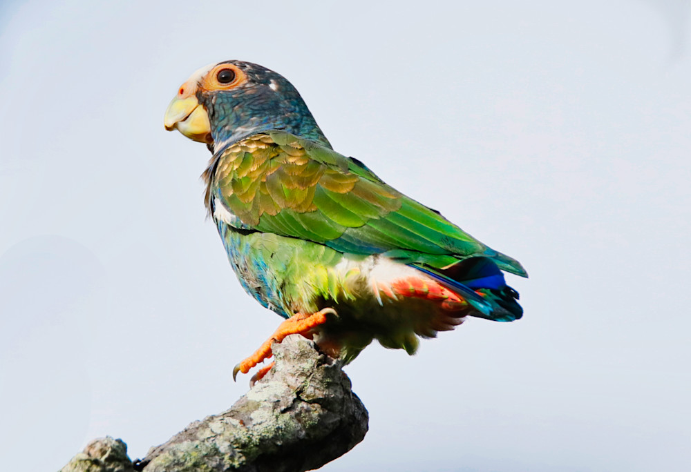 The Parrot  Art | Peter J Schnabel Photography LLC