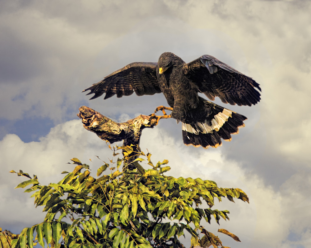 Great Black Hawk Art | Peter J Schnabel Photography LLC
