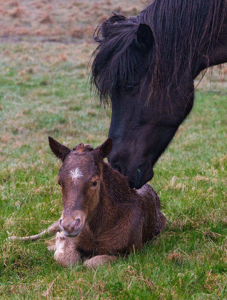 Icelandic Horse Nudging Foal Icelandic Horse Nudging Foal