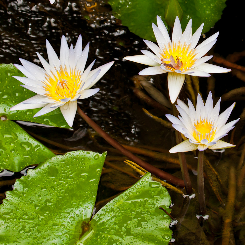 Water Lillies 2 Water Lillies 2