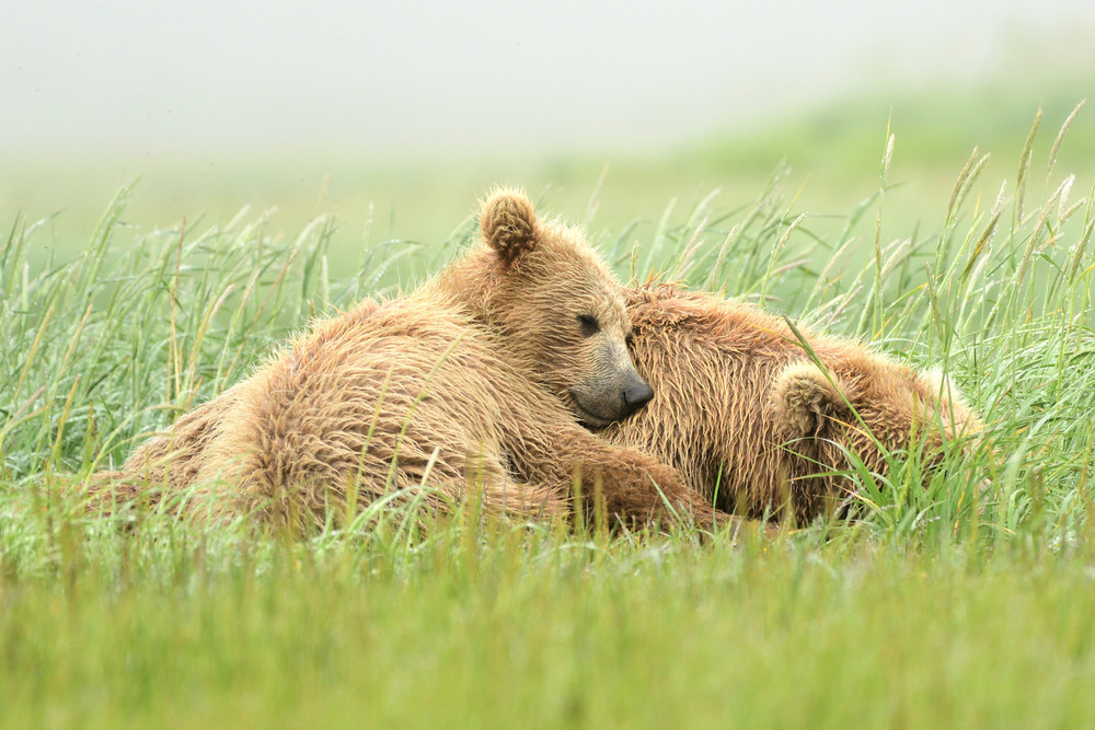 Sleepy Bear Nap Time - Katmai Alaskan Photographs - Alaska Brown Bears ...