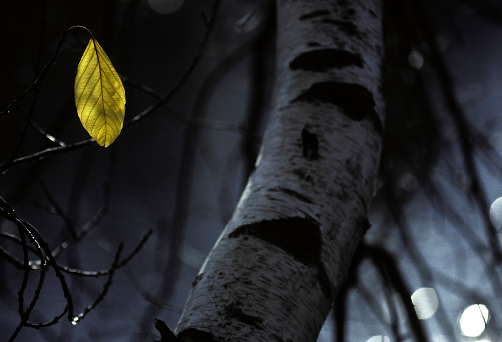 White Birch Tree And Yellow Leaf In Autumn.