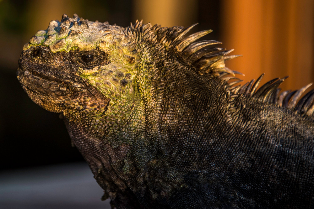Marine iguana in profile