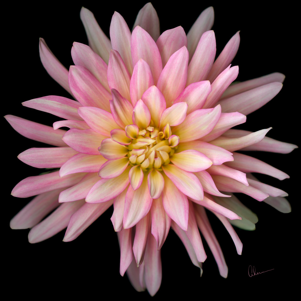 Pink Cactus Dahlia Squared. Contemporary ultra high resolution wall art. A print of an original artwork by Mary Ahern Artist.