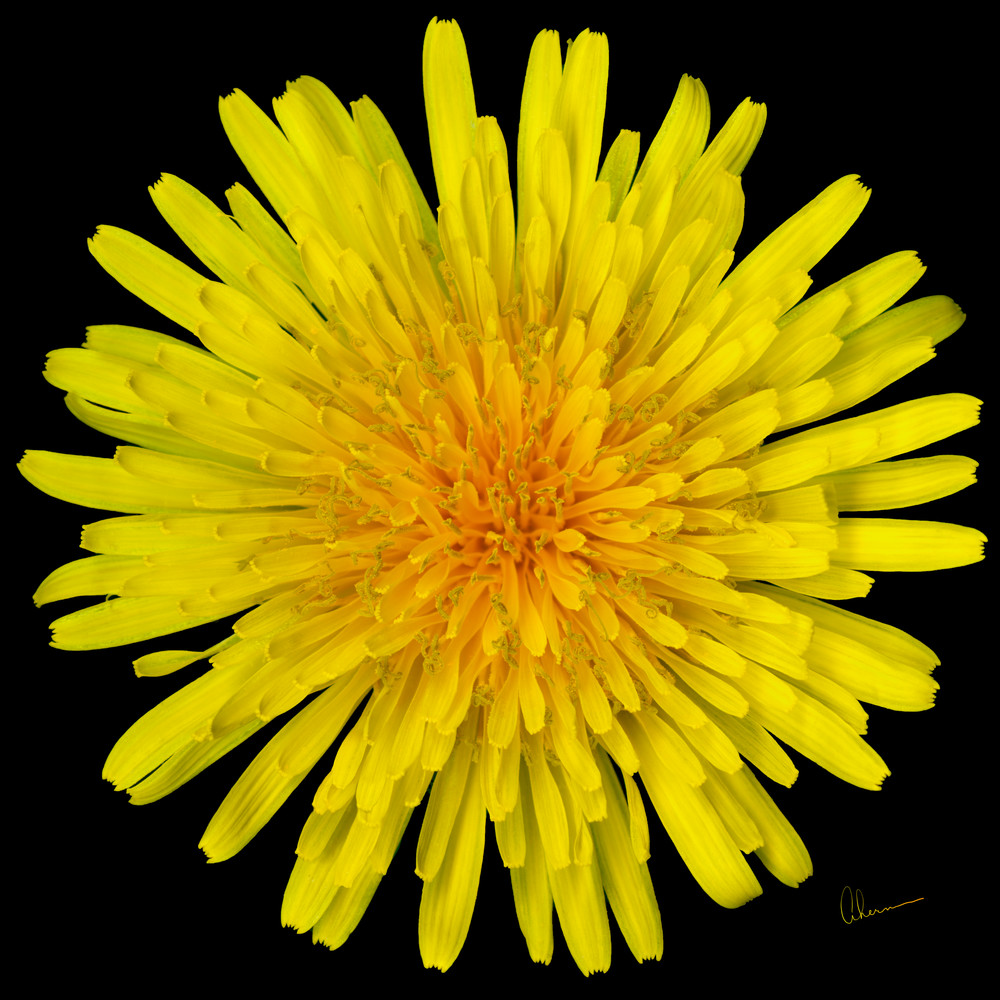 Dandelion Flower Squared. Contemporary ultra high resolution wall art. A print of an original artwork by Mary Ahern Artist.
