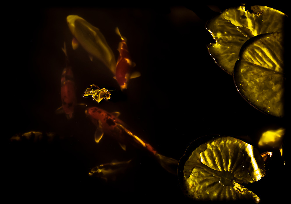 Koi Pond With Leaf Photography Art | David Frank Photography