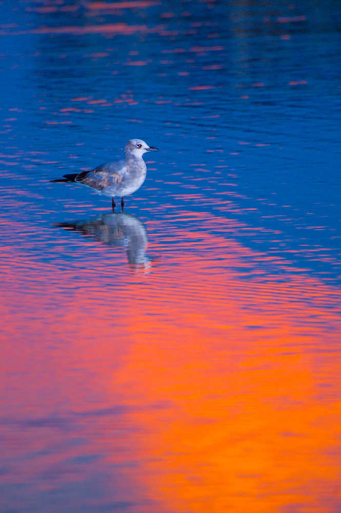 Seagull Reflections Photography Art | Gingerich PhotoArt