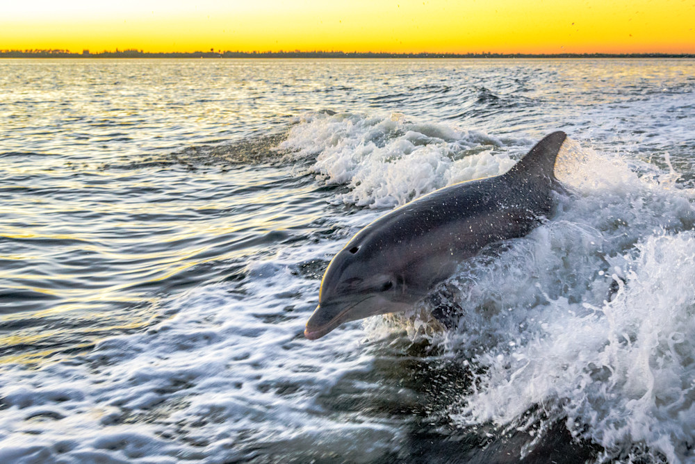 Sunset Dolphin Photography Art | Gingerich PhotoArt