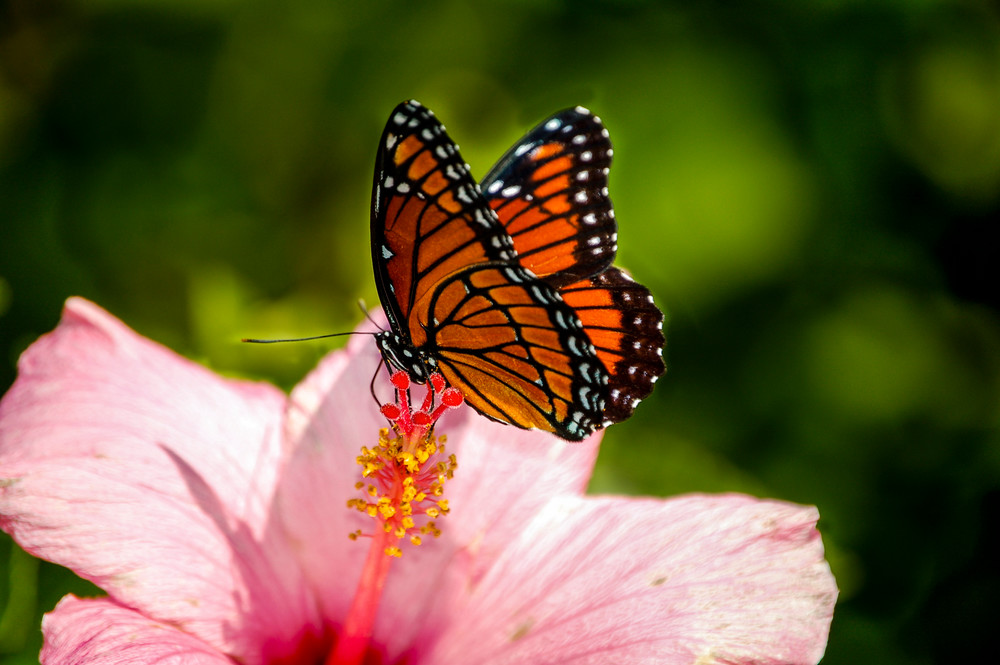 Monarch On A Hibiscus Photography Art | Gingerich PhotoArt