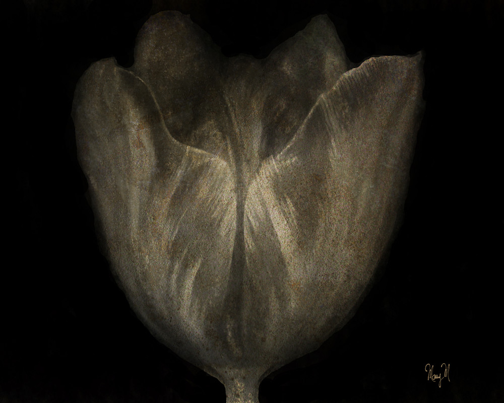 Flowers Charcoal Art | FortMort Fine Art Flowers Charcoal Art | FortMort Fine Art