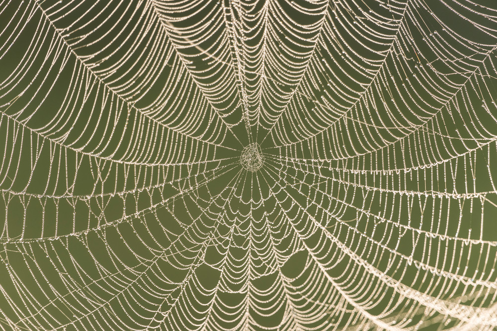 Spider Web & Dew Drops, Damon, Texas