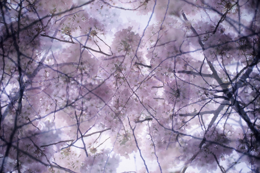 Flowering cherry blossom tree branches during the National Cherry Blossom Festival, the tidal basin, Washington DC. The photograph was created by sandwiching two frames of 35 mm transparency film together in one slide mount.