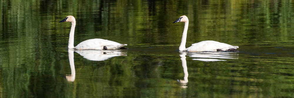 Trumpeter swans swimming together