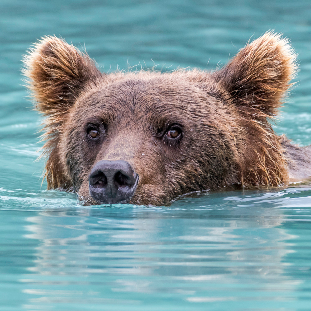 Swimming brown bear, square head shot