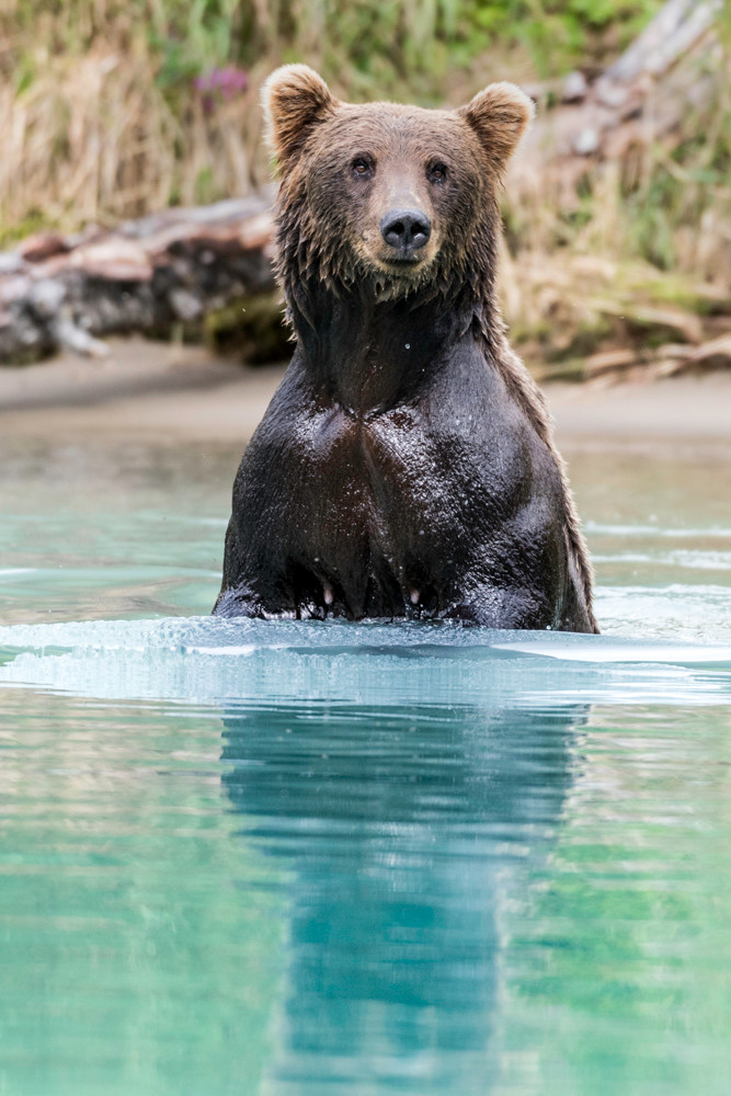 Alaskan brown bear standing up in glacial water.
