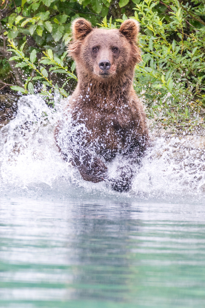 Alaskan brown bear charging into water.