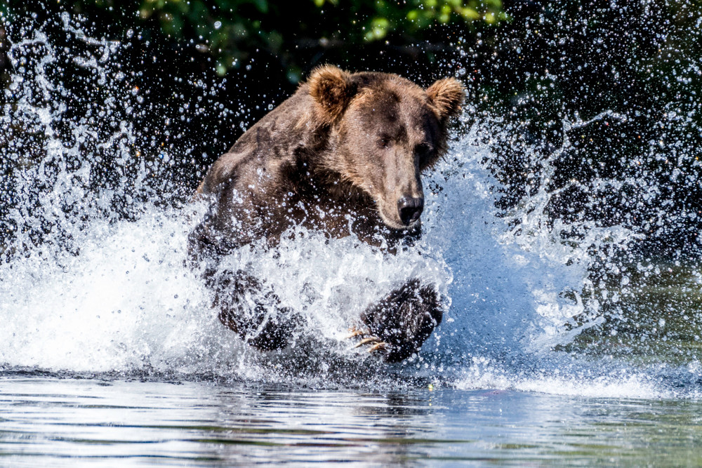 Large Alaskan brown bear hunting in water.