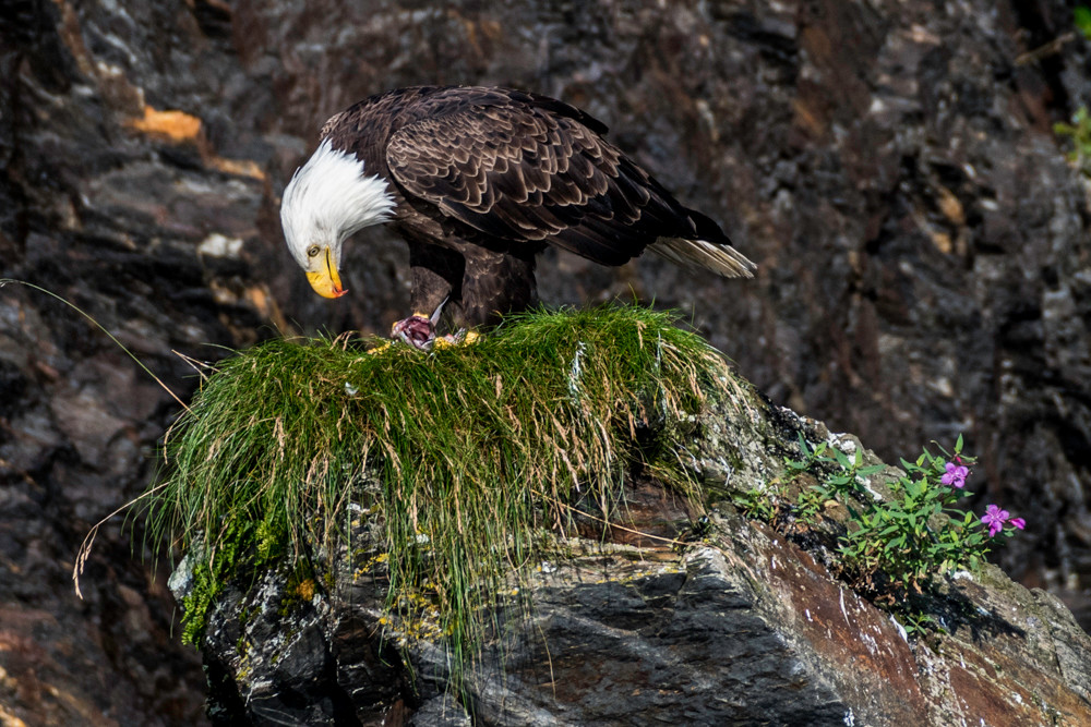 Bald eagle with food in mouth on top of nest