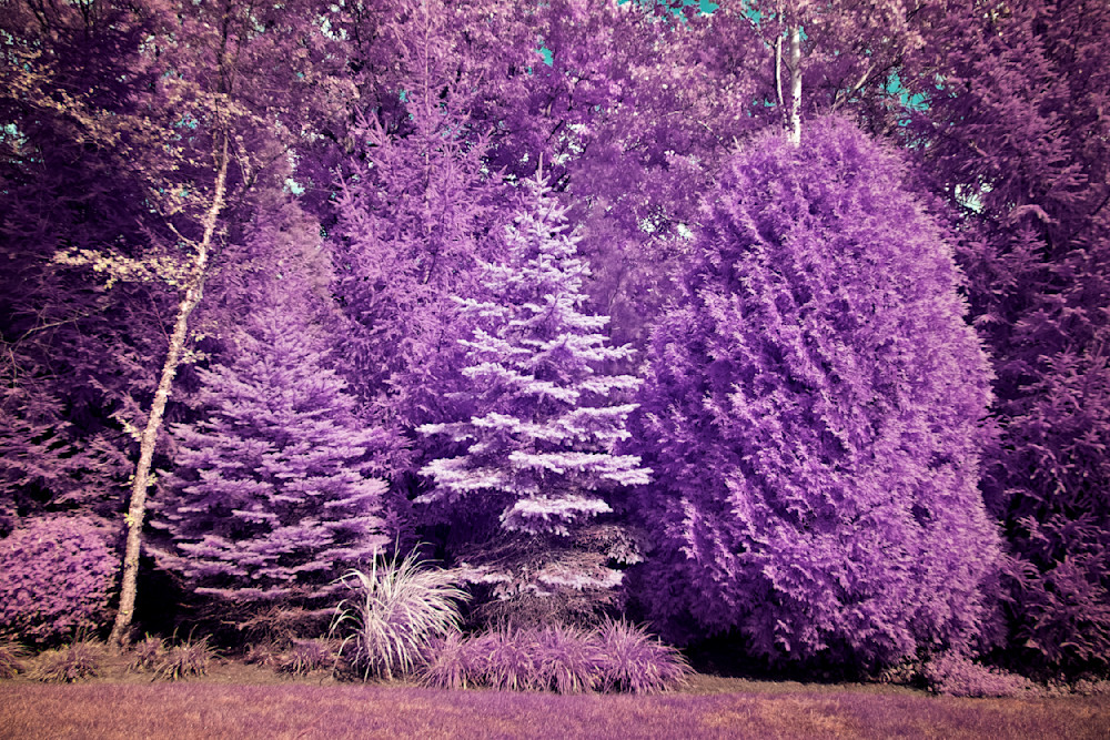 Purple Trees Photography Art | frednewmanphotography