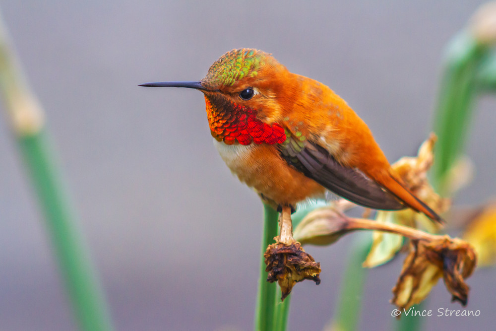 Fine art prints of a male Rufous hummingbird taking a breather.