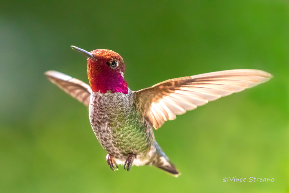 Fine art prints of a male Anna's hummingbird captured mid-flight
