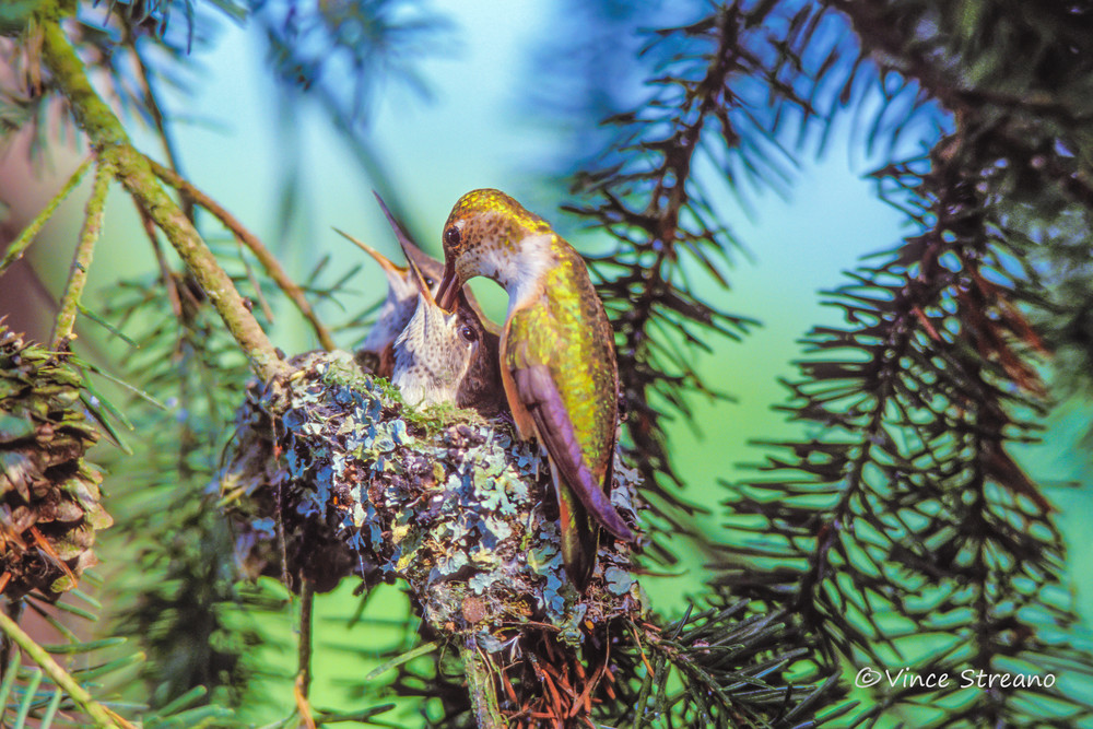 Fine art print of female Rufous hummingbird feeding young