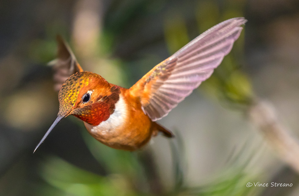 Fine art prints of Rufous hummingbird in flight