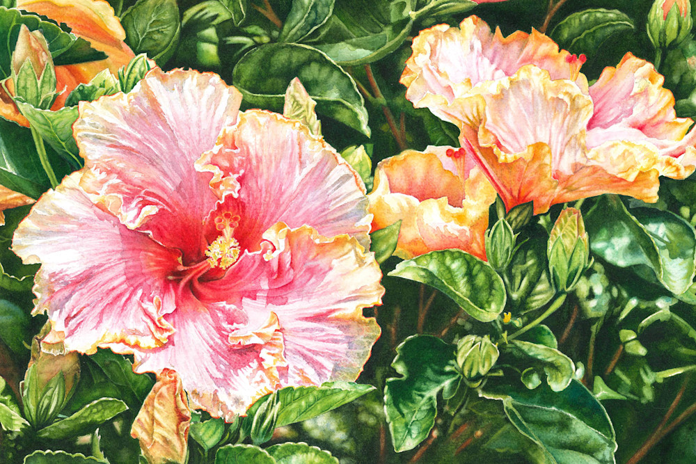Harmony Hibiscus Original Watercolor Painting Prints And Canvas