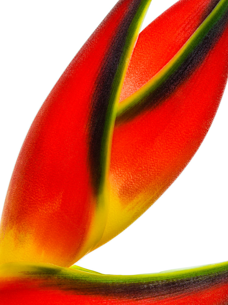 Heliconia 3 - Macro Photograph