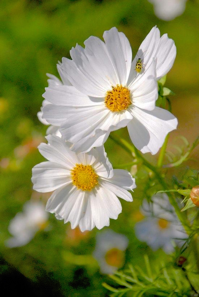 Daisies in the Morning