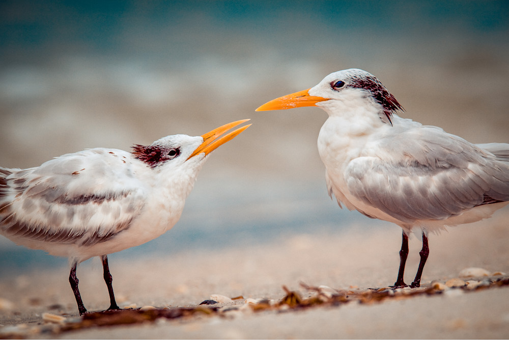 Kissing Gulls