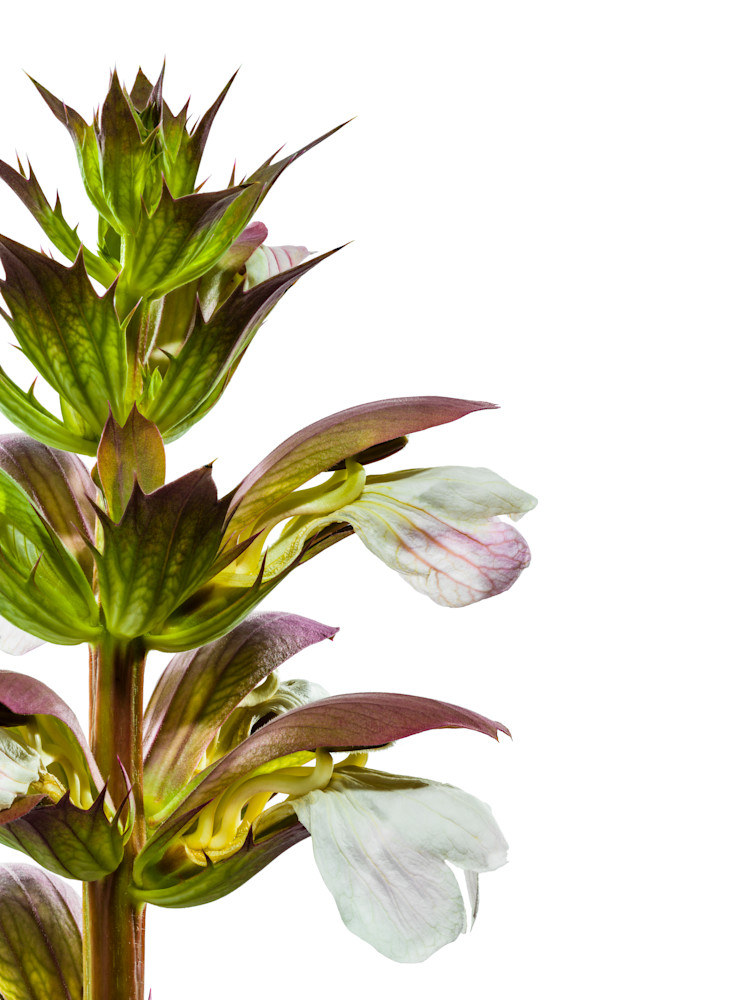 Acanthus
