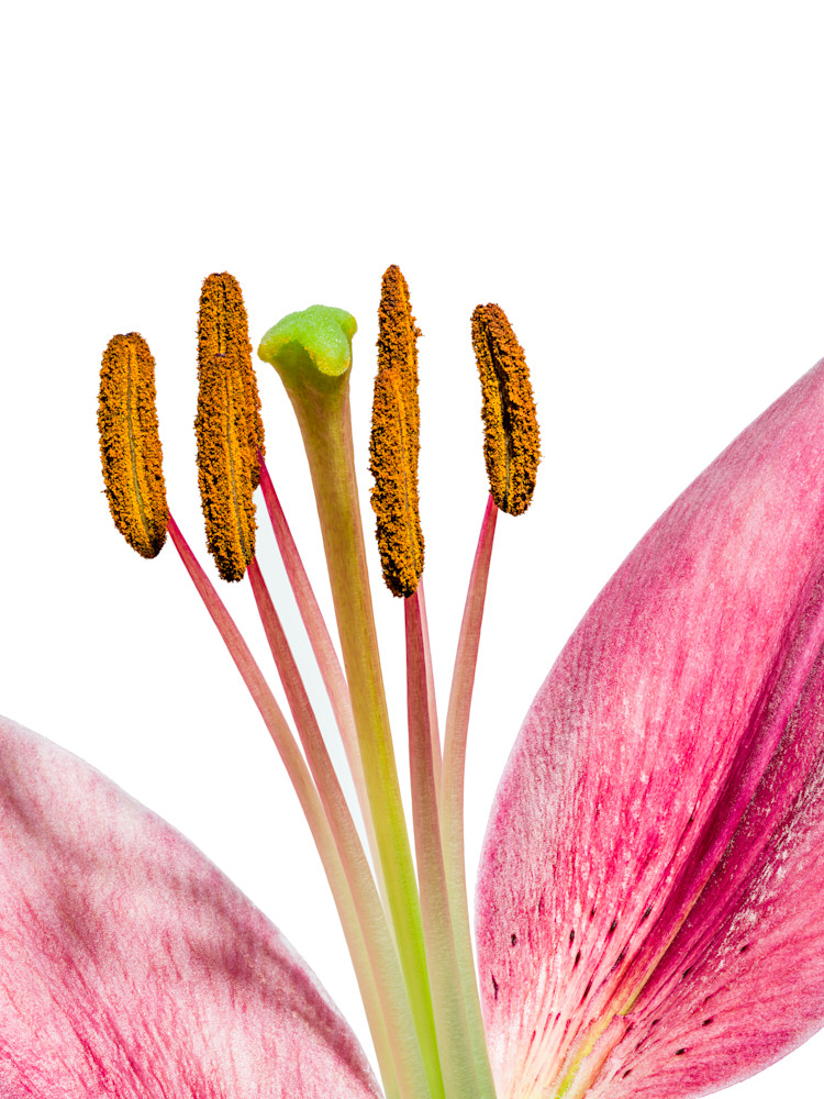 Asiatic Lily 3 Art | Dana Hursey Photography Inc