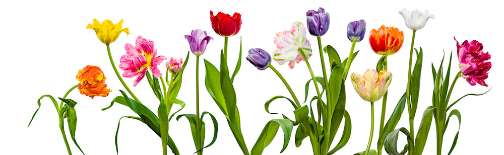 14 Tulips Art | Dana Hursey Photography Inc