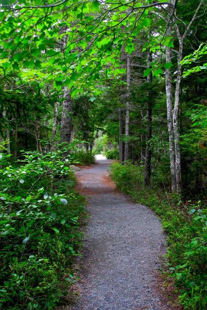 Green Walk Acadia Photography Art | Dale Yakaites Photography