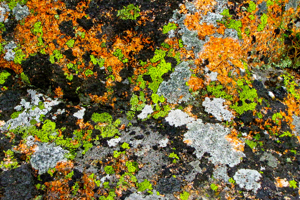 Lichen Acadia Photography Art | Dale Yakaites Photography