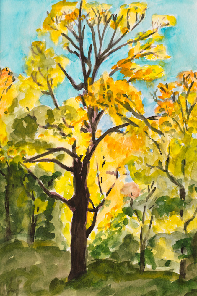'Yellow Maple' Maine Fall Watercolor Art for Sale
