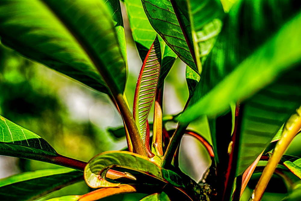 Tropical Lines Photography Art | Photographer David Wilson, LLC