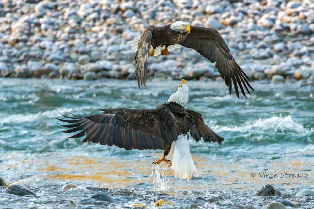 Fine art prints of two squabbling bald eagles