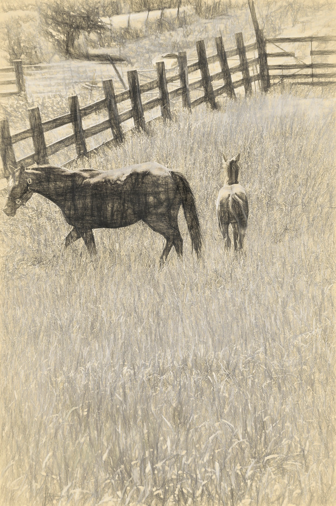 A Mother Horse Tends to Her Colt in Nebraska Pasture