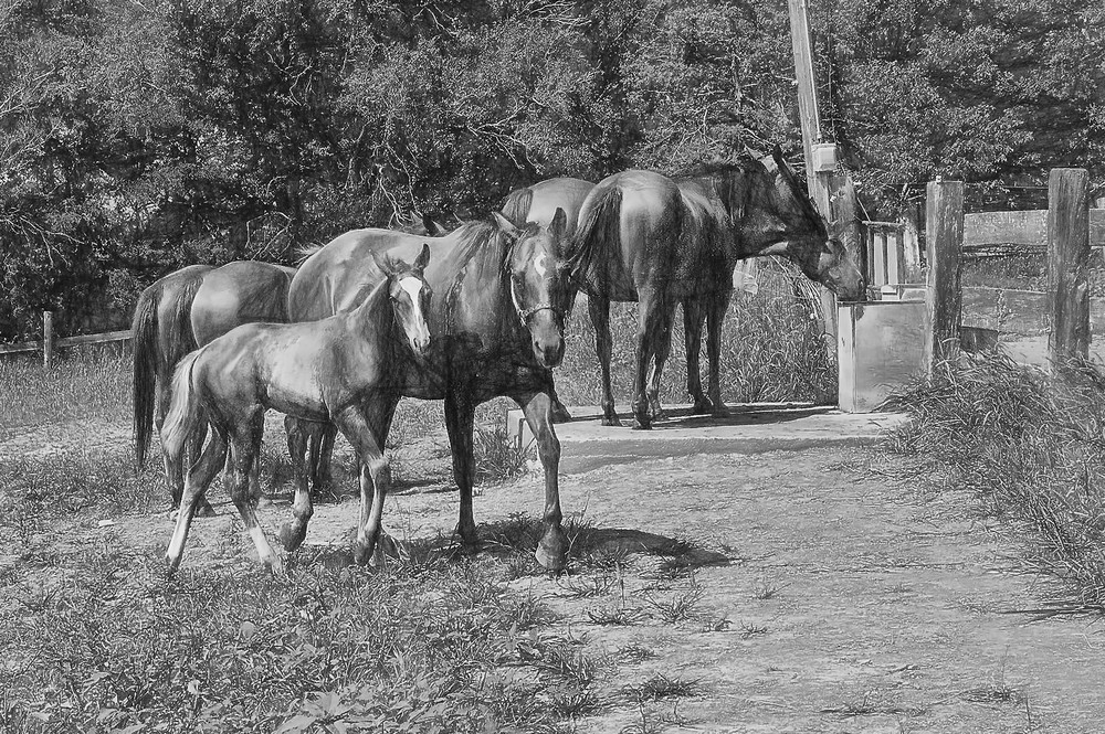 Horses Walk Fence-Line Back to the Barn in Nebraska, Mixed Media Charcoal
