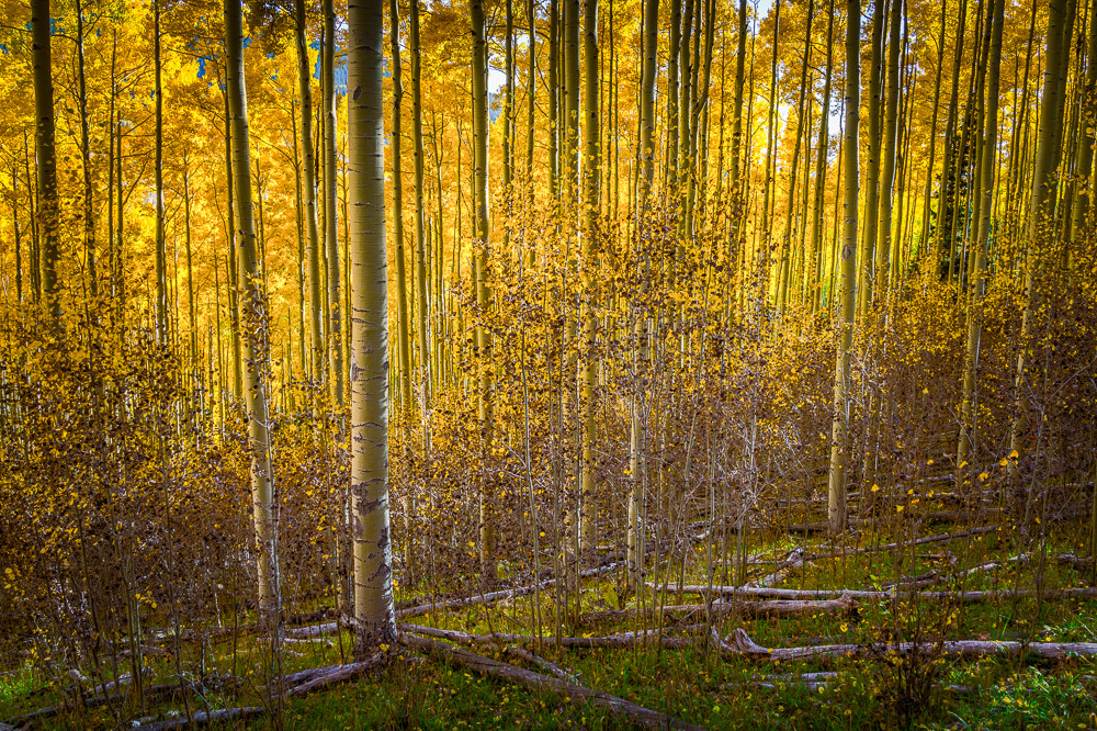 Aspen Grove In Autumn Art | jonathankeeton Aspen Grove In Autumn Art | jonathankeeton