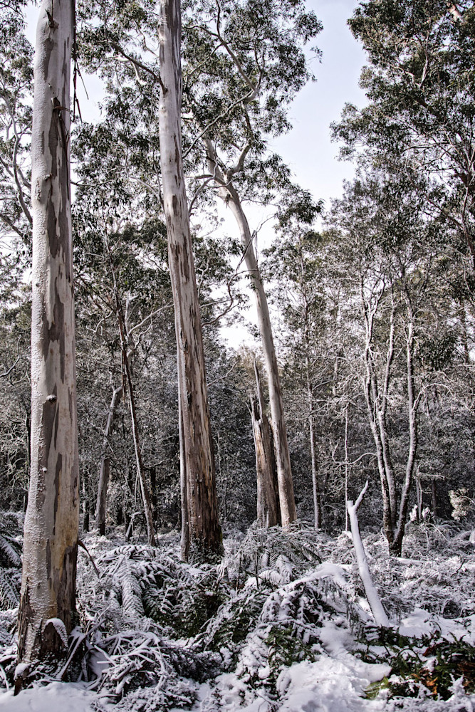 The Dusted Bush - Barrington Tops National Park NSW Australia | Snow