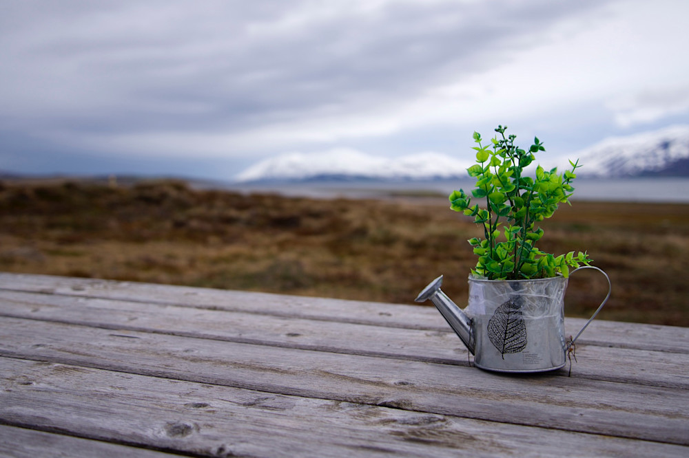 Surprise Centrepiece - Gásir Dagverðareyrarvegur Iceland