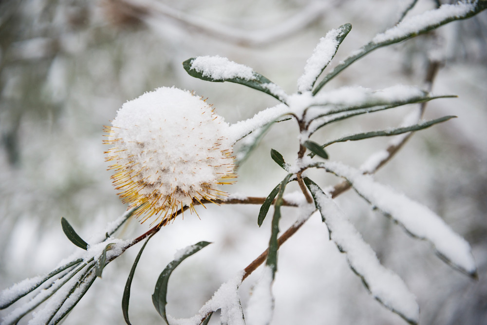 Snow Cone - Barrington National Park NSW Australia Snow Cone - Barrington National Park NSW Australia